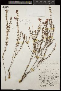 Tetratheca thymifolia image