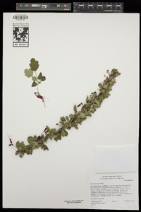 Ribes speciosum image