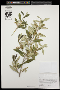 Olea europaea image