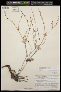 Eriogonum panamintense image