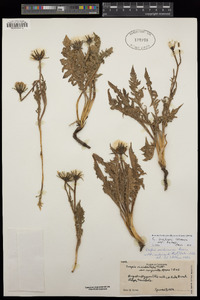 Crepis bakeri subsp. bakeri image