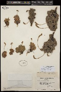 Petrophytum caespitosum subsp. acuminatum image