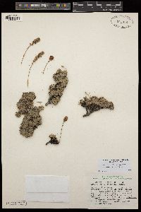 Petrophytum caespitosum subsp. acuminatum image
