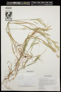 Bromus arizonicus image