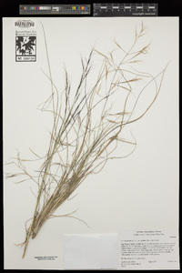 Aristida ternipes var. gentilis image