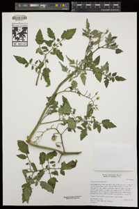 Solanum lycopersicum image