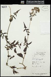 Solanecio angulatus image