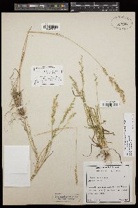 Poa bigelovii image