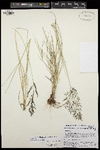 Eragrostis lehmanniana image