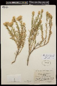 Ericameria suffruticosa image