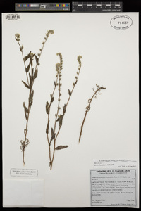 Amsinckia menziesii var. retrorsa image