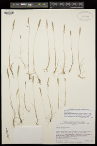 Vulpia microstachys var. microstachys image