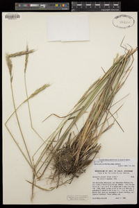 Elymus glaucus image