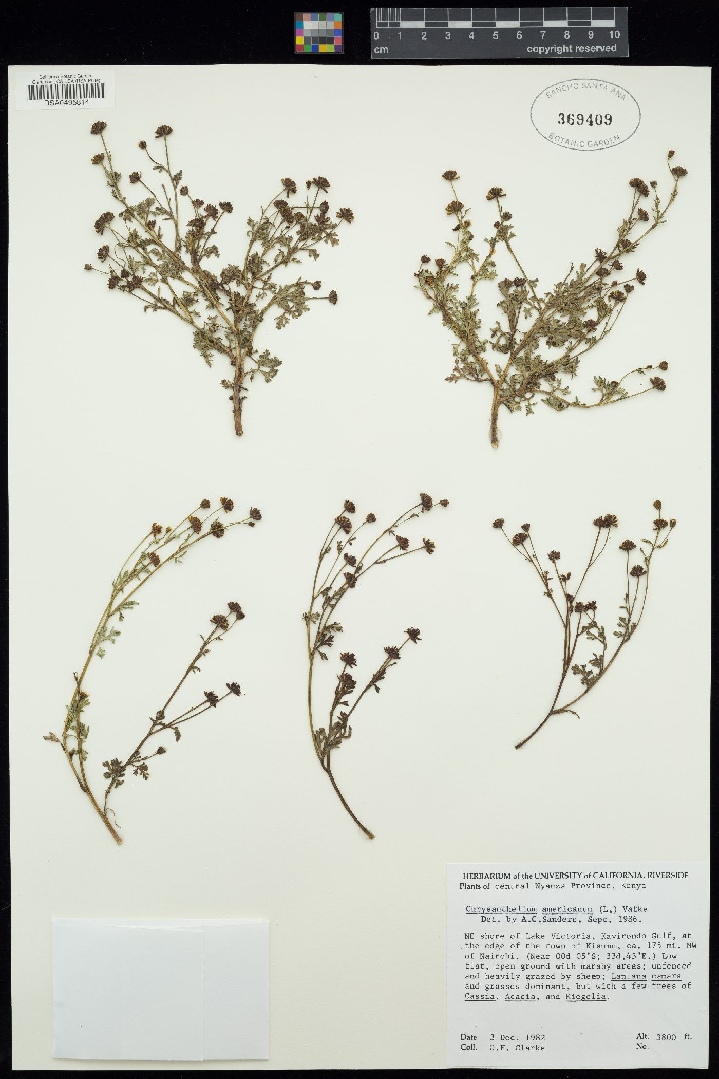 Chrysanthellum indicum var. afroamericanum image
