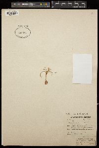 Romulea columnae image