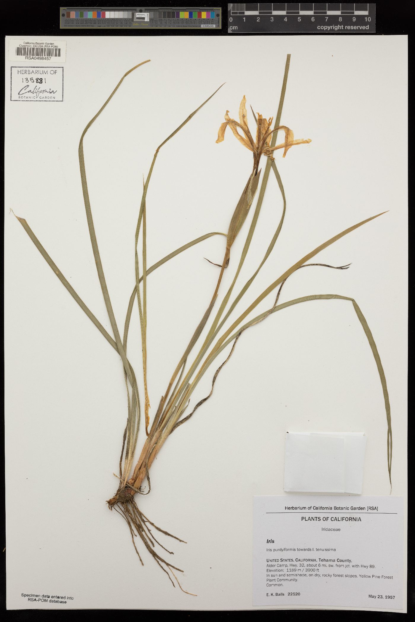 Iris tenuissima subsp. purdyiformis image