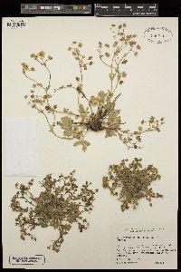 Potentilla wheeleri image