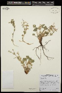 Potentilla wheeleri image