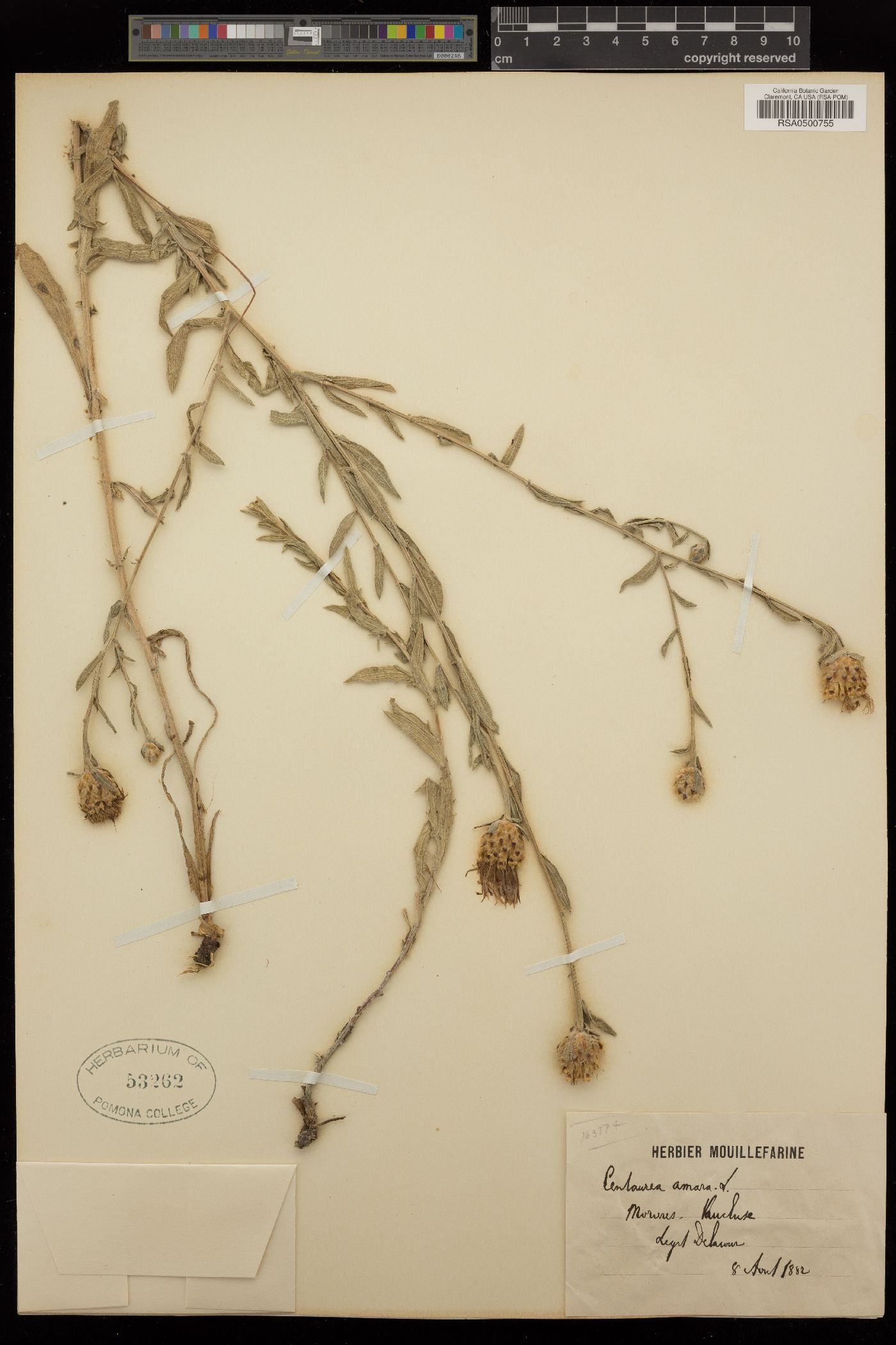 Centaurea jacea subsp. jacea image