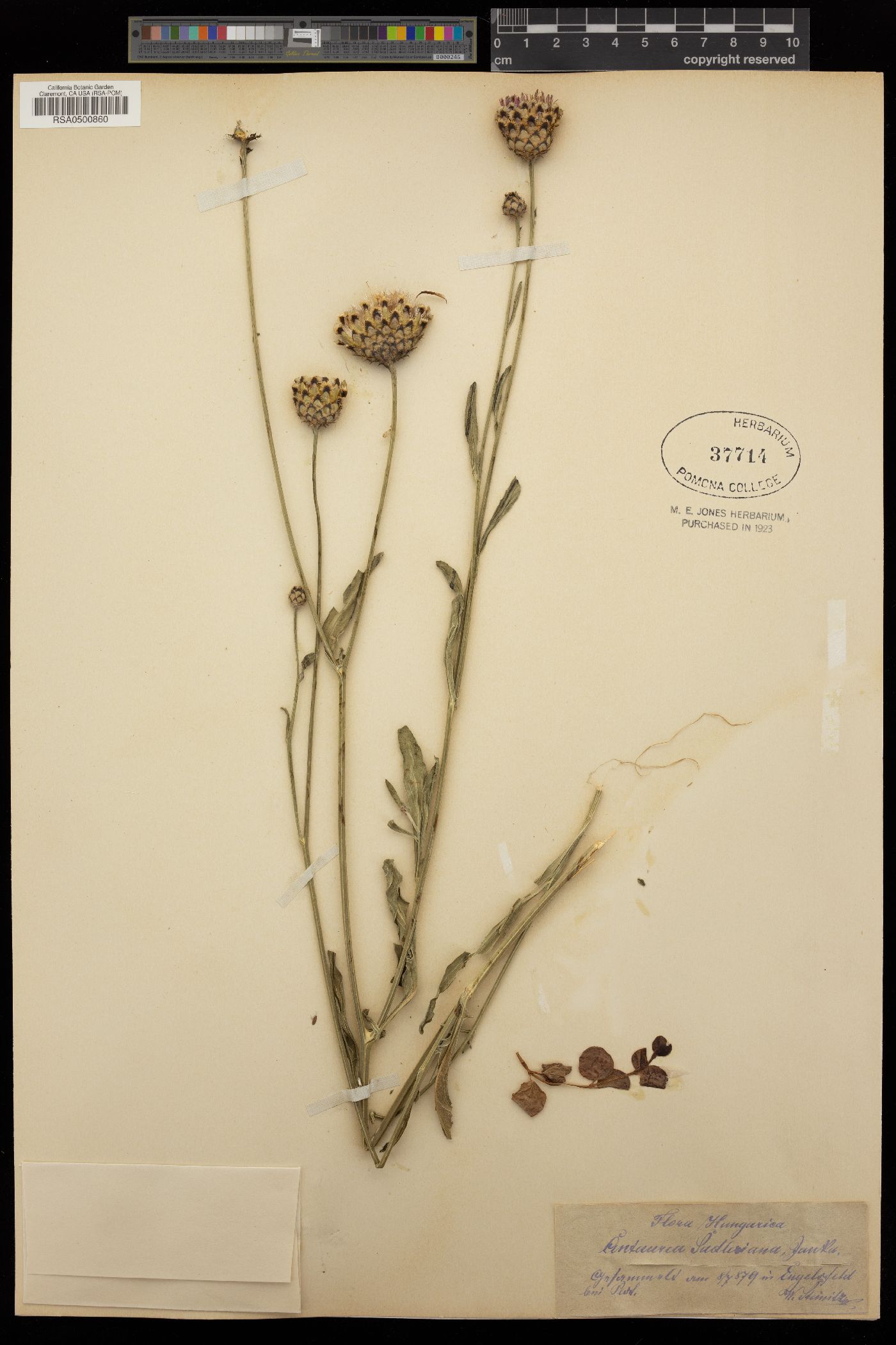 Centaurea scabiosa subsp. sadleriana image