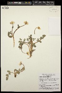 Image of Callianthemum alatavicum