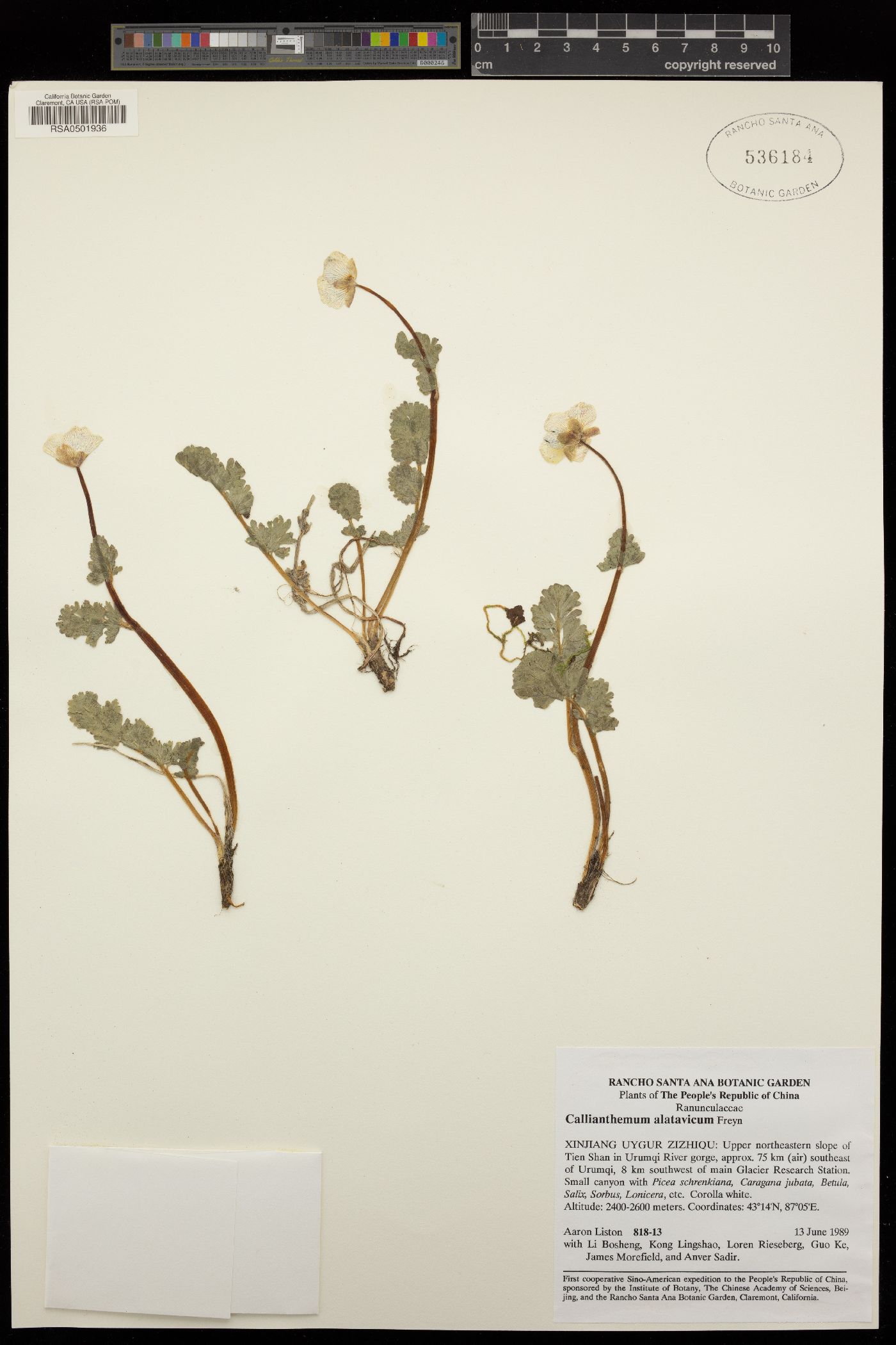 Callianthemum image
