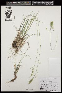 Poa wheeleri image