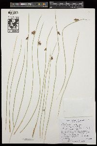 Juncus balticus subsp. ater image