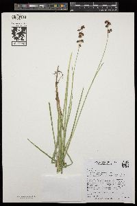 Juncus macrandrus image