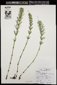 Equisetum arvense image