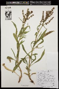 Rumex triangulivalvis image