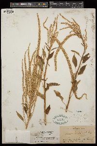 Amaranthus palmeri image