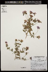 Lantana montevidensis image