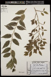 Ulmus parvifolia image