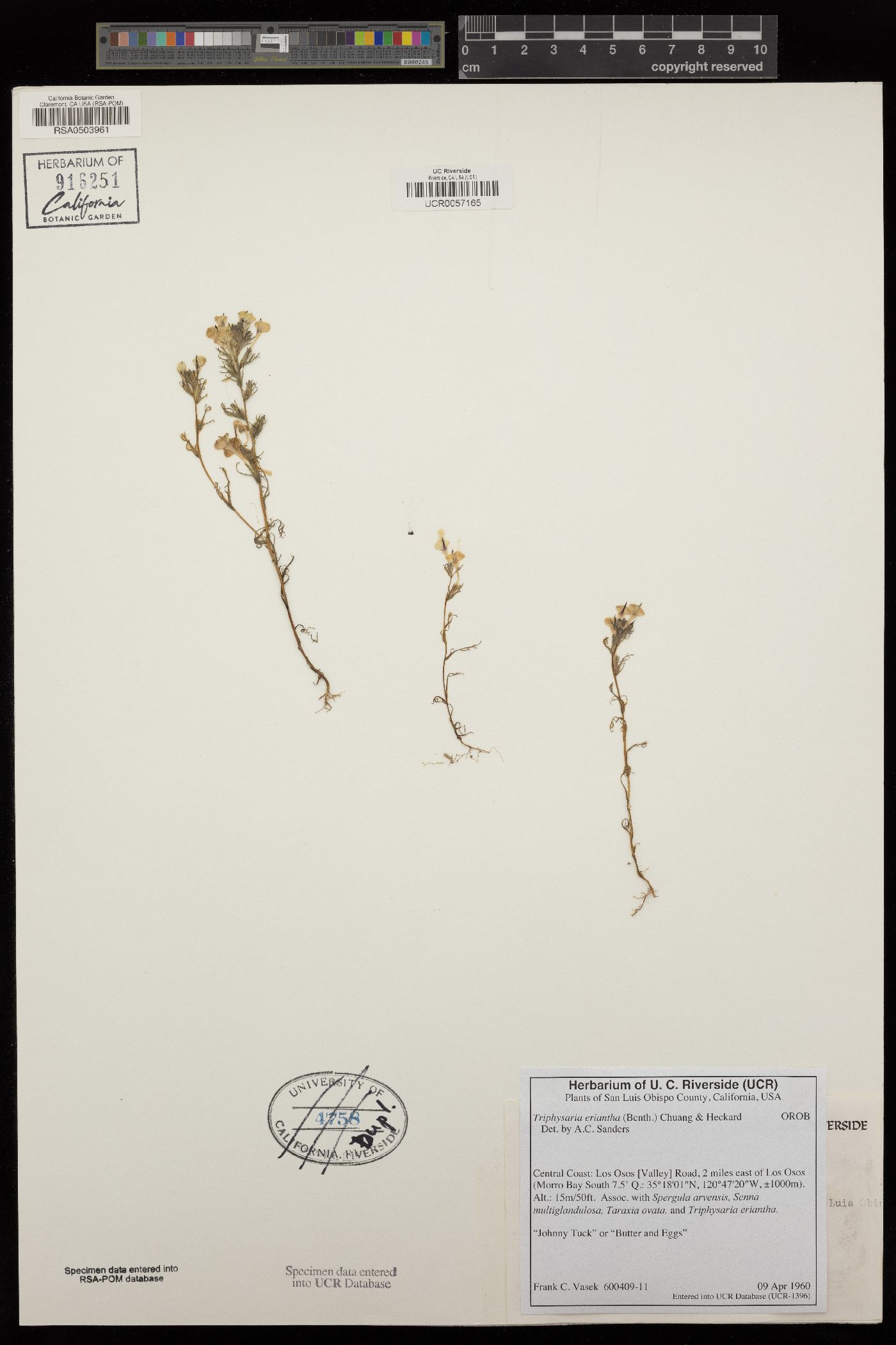 Triphysaria chinensis image