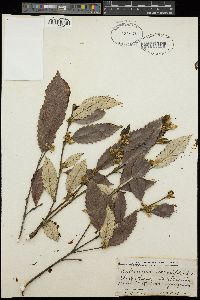 Callicoma serratifolia image