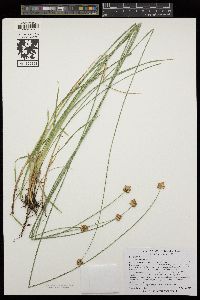 Carex microptera image