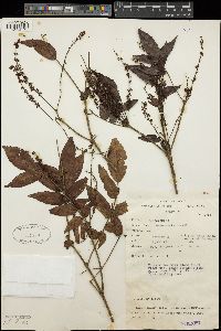 Weinmannia fraxinea image