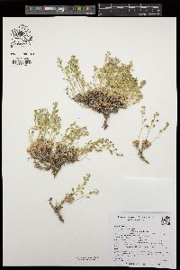 Draba oligosperma image