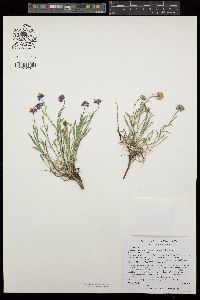 Erigeron clokeyi image