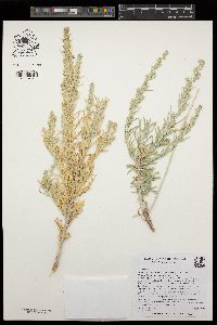 Artemisia cana image