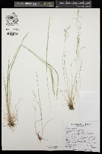 Agrostis idahoensis image