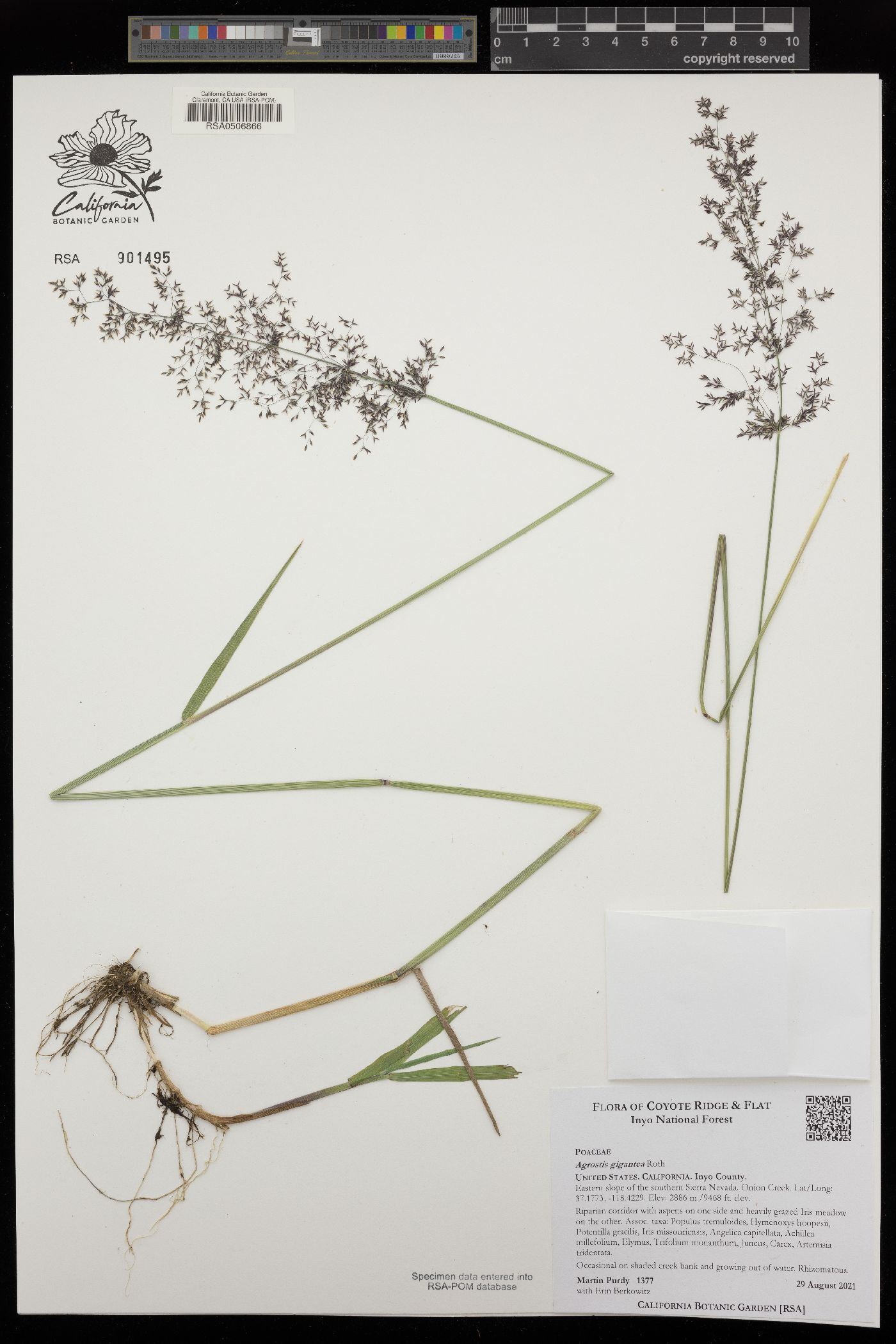 Agrostis gigantea image