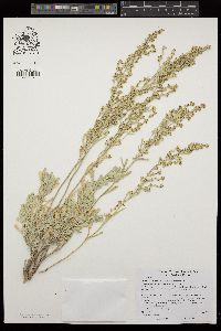 Artemisia tridentata image