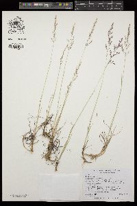 Agrostis pallens image