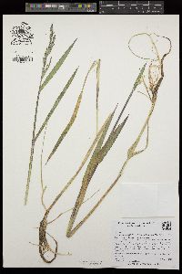 Torreyochloa pallida var. pauciflora image