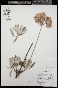 Eriogonum giganteum var. formosum image