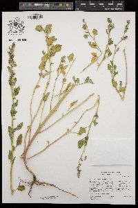 Chenopodium macrospermum image