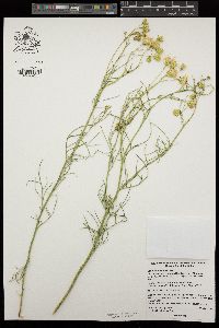 Senecio flaccidus var. monoensis image