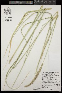 Elymus cinereus image